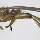 Image of Ornithomya