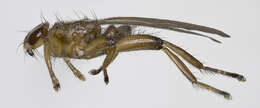 Image of Hippoboscidae