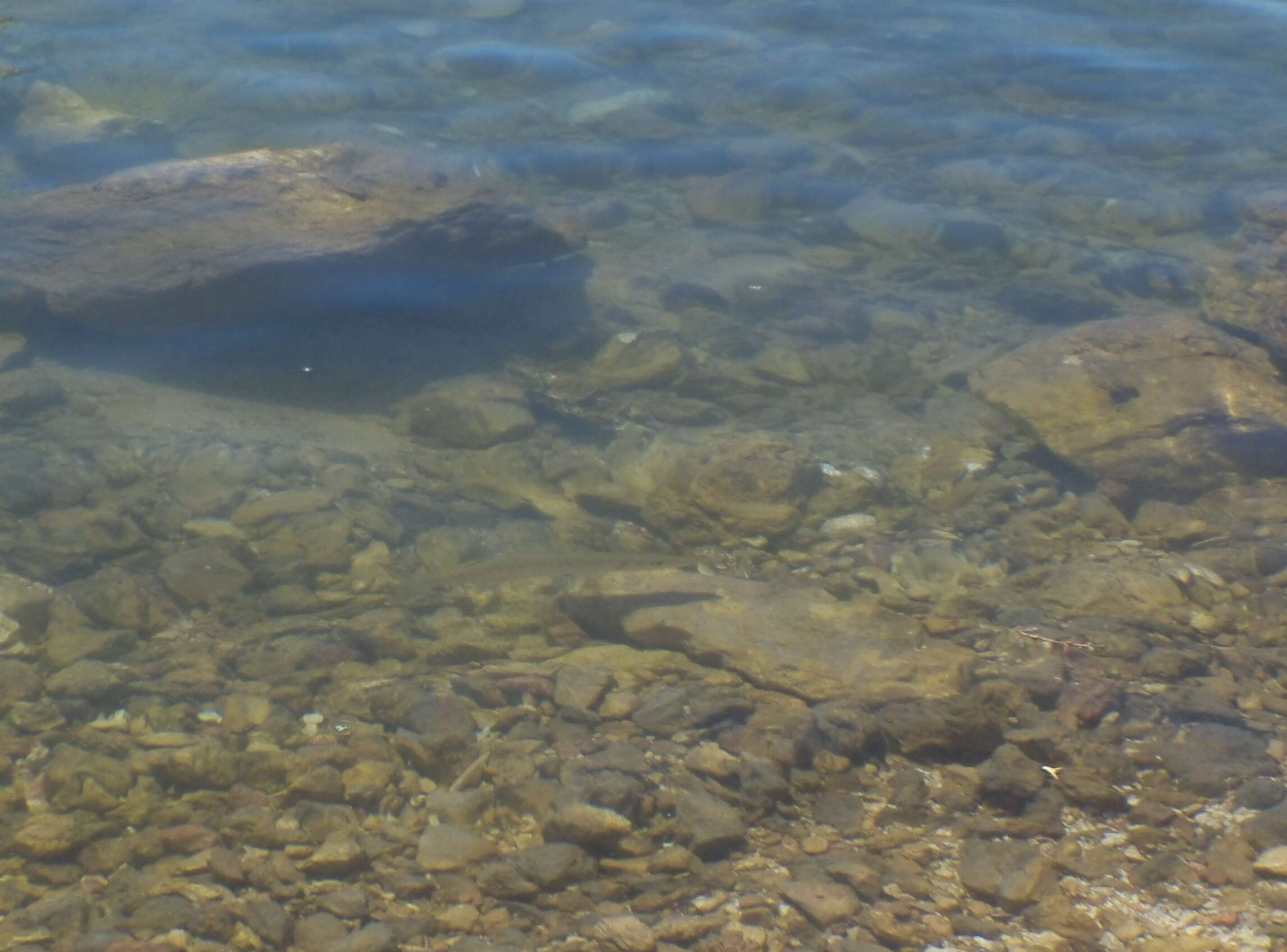 Image of barracudas