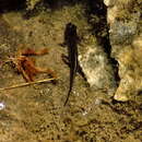 Image of Pyrenean Brook Newt