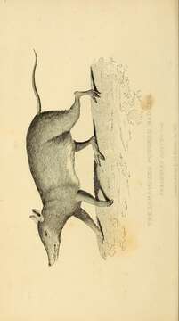 Image of Long-nosed Bandicoot