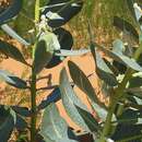 Image of Welsh's milkweed