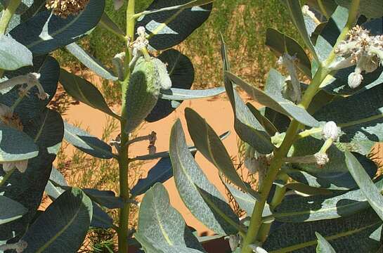 Image of Welsh's milkweed