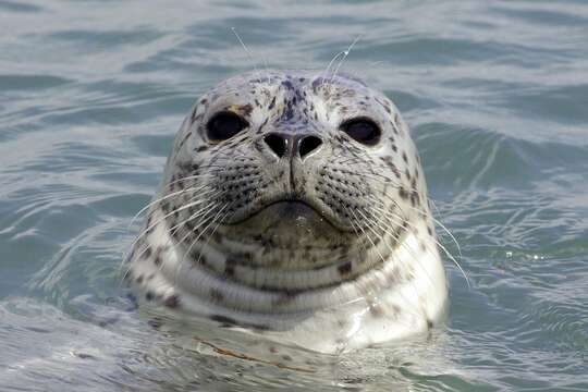 Image of Mediterranean Monk Seal