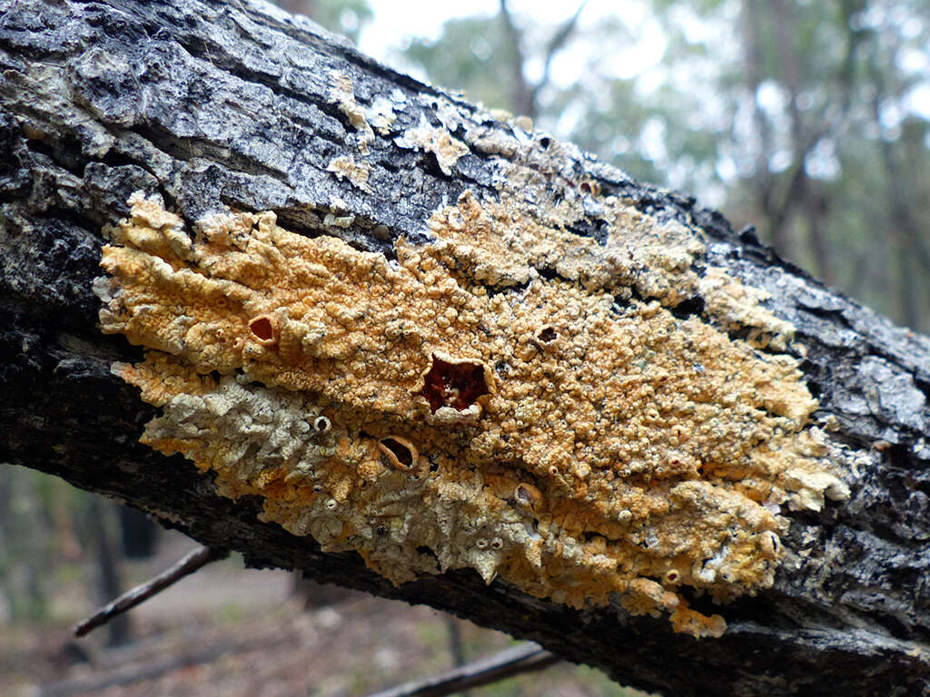 Image of flavoparmelia lichen