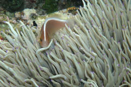 Image of Pink anemonefish