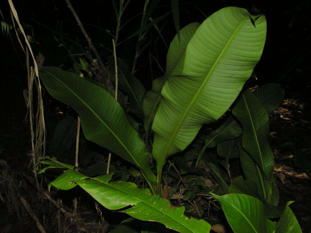 Image of Heliconia osaensis Cufod.