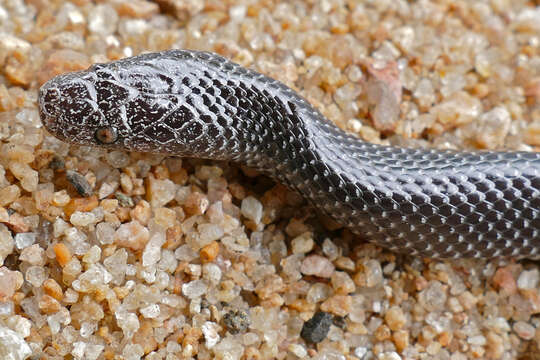 Image of Common Wolf Snake