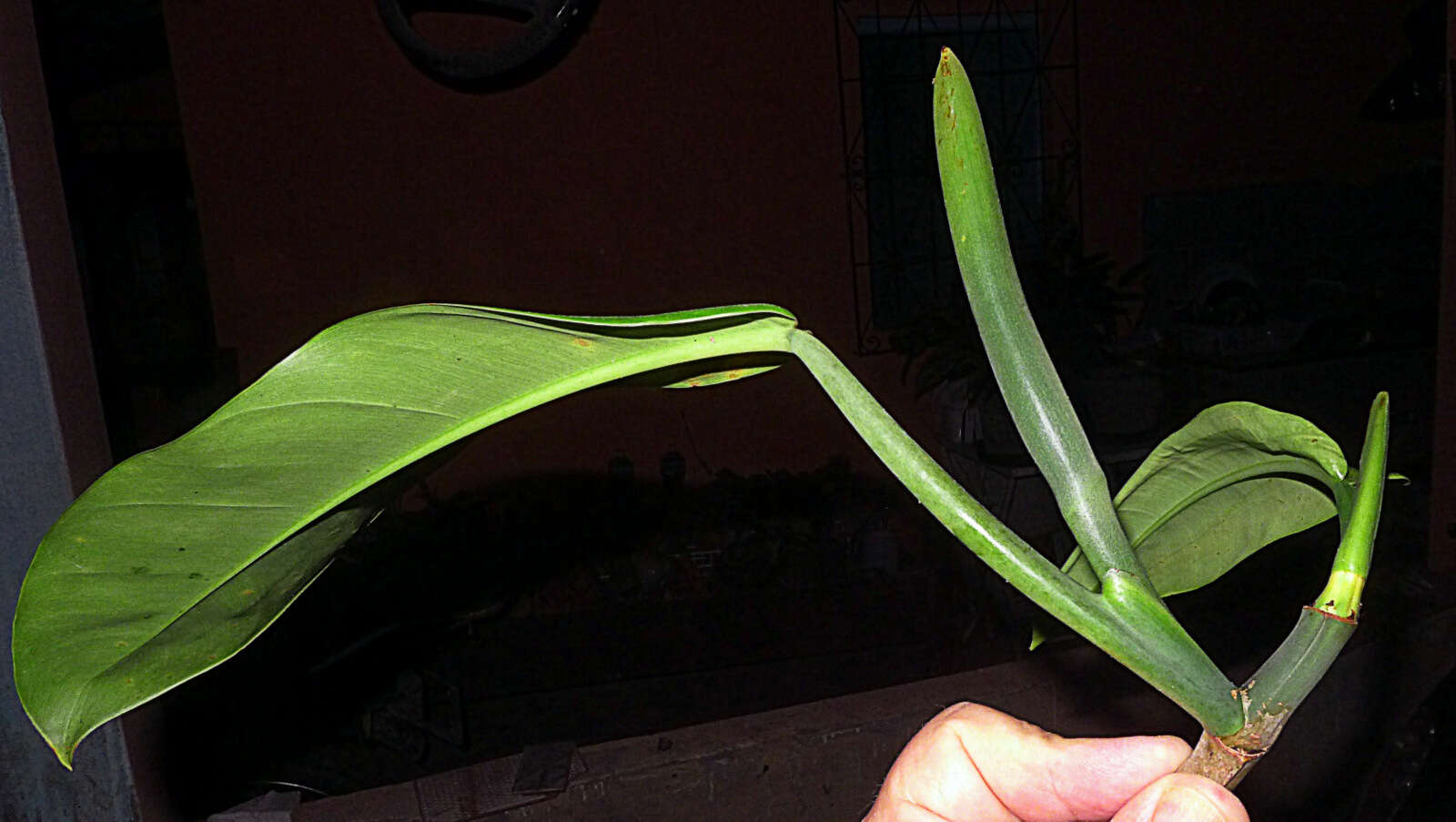 Image of Philodendron blanchetianum Schott