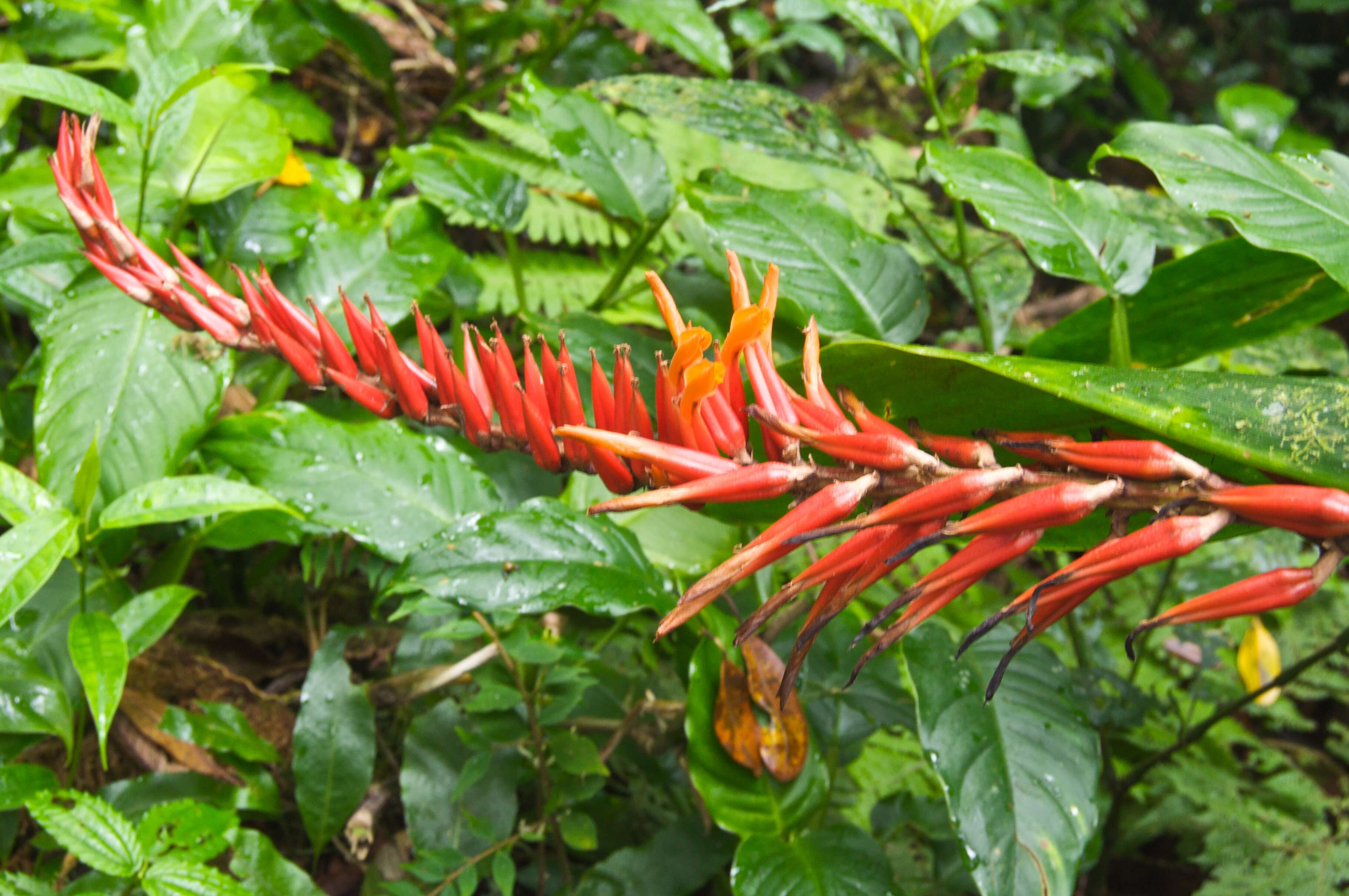 Image of Pitcairnia brittoniana (Mez) Mez