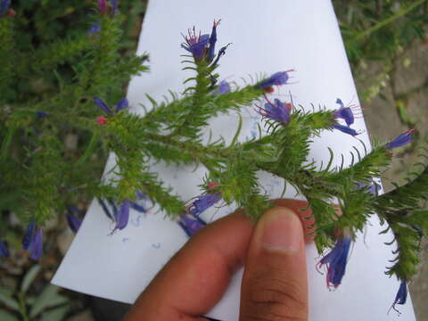 Image of blueweed