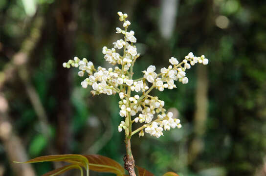 Image of Meliosma dumicola W. W. Sm.