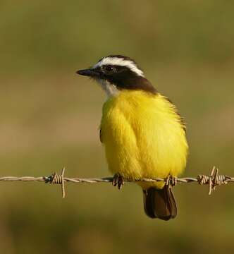 Image of Rusty-margined Flycatcher