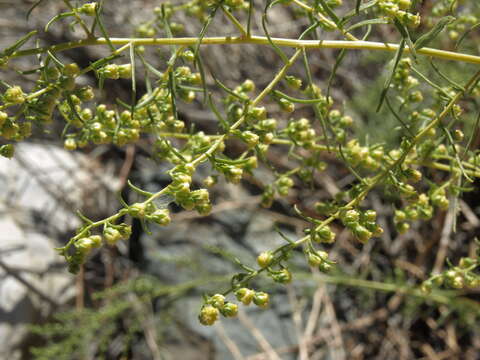 Image of tarragon