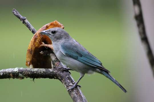 Image of Sayaca Tanager