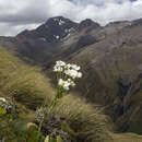 Image of Mount Cook buttercup