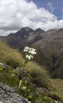 Image of Mount Cook buttercup