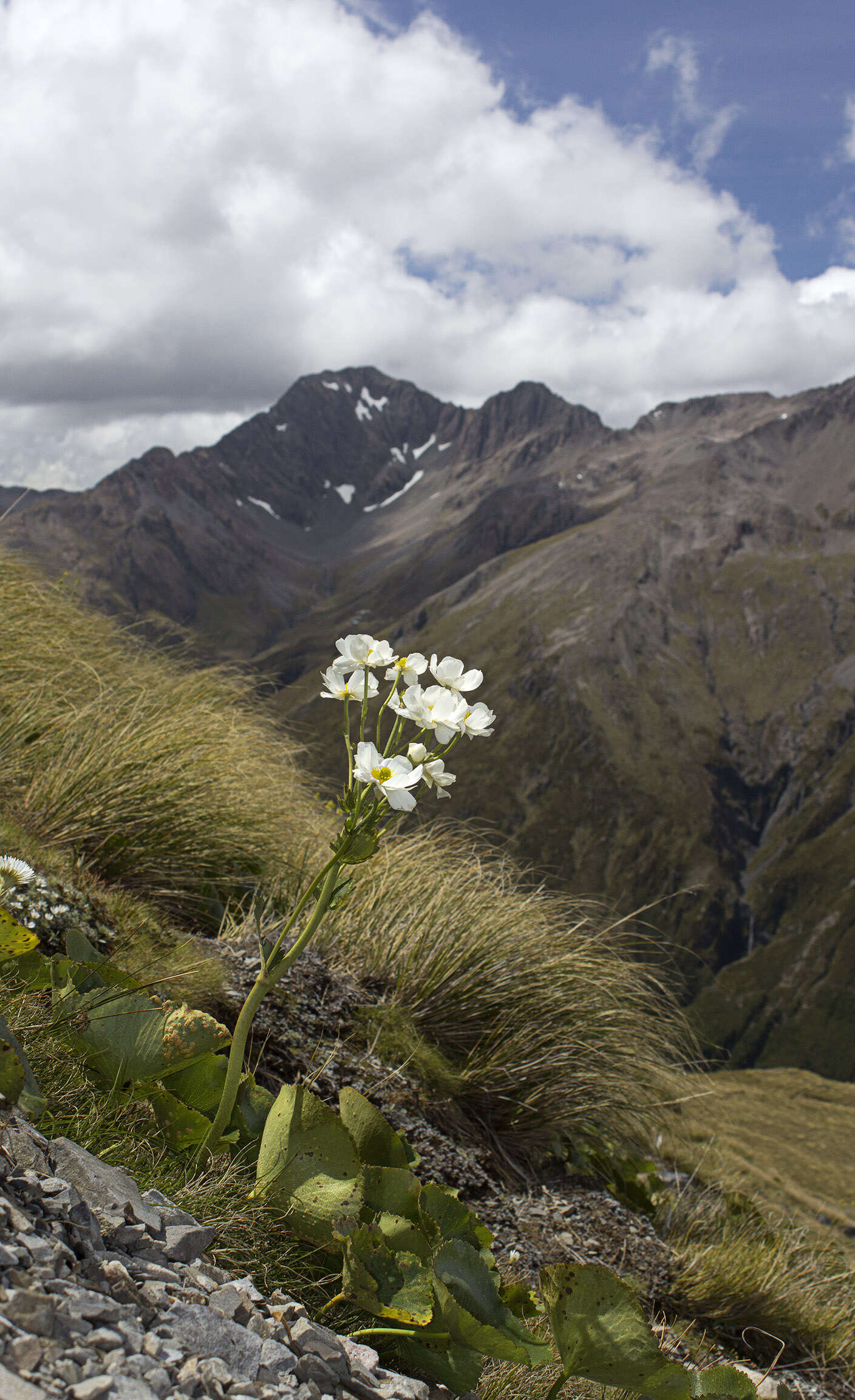 Image of Mount Cook buttercup
