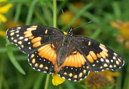 Image of Bordered Patch