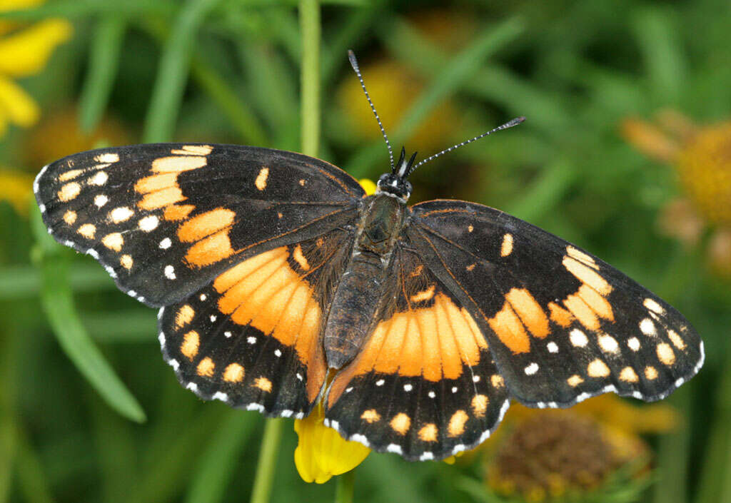 Image of Bordered Patch