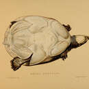 Image of Indian Flap-shelled Turtle