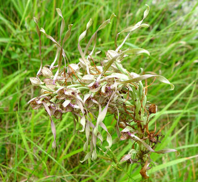 Image of Himantoglossum