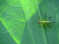 Image of Greater Meadow Katydids