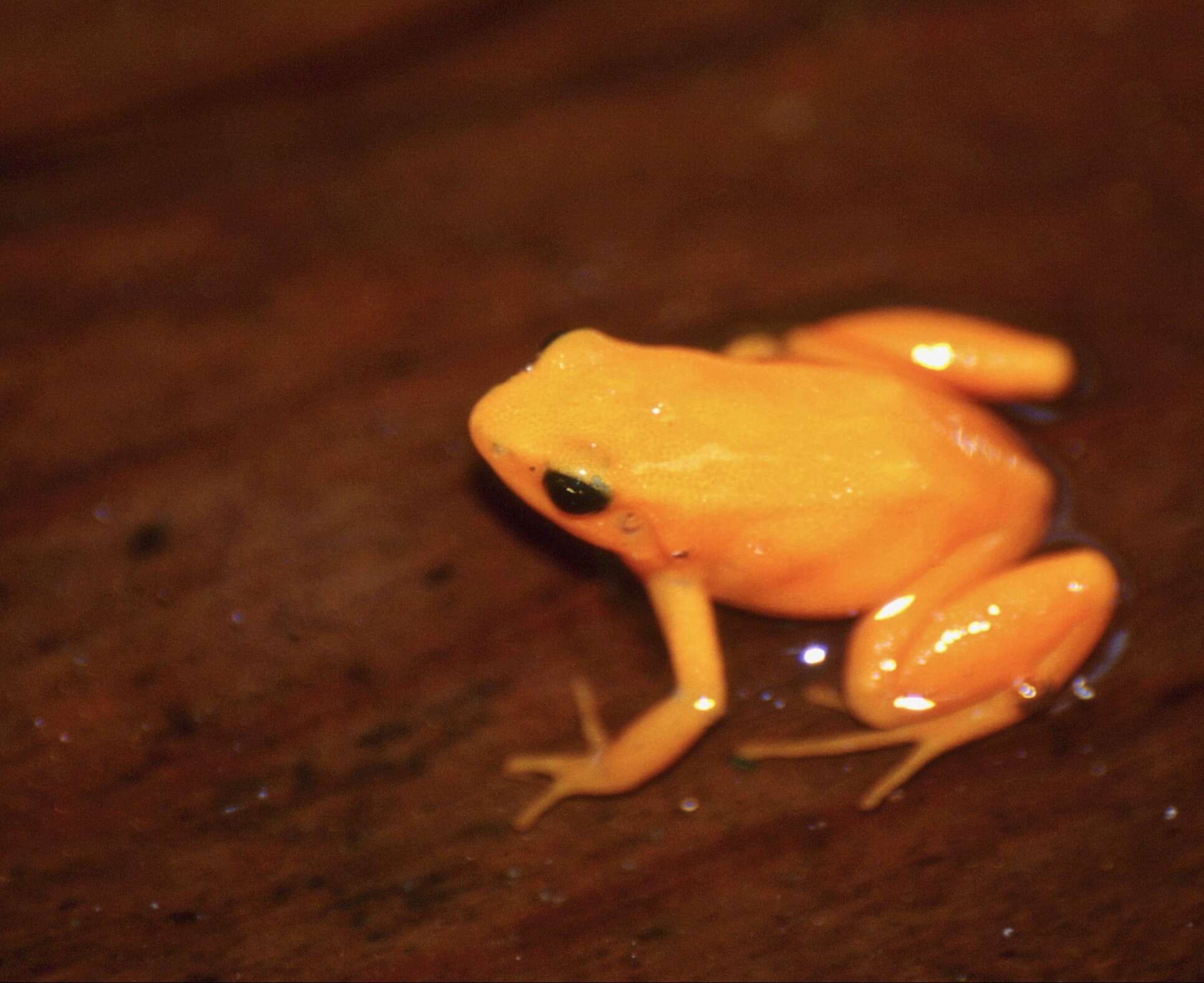 Image of Ginger Tree Frog