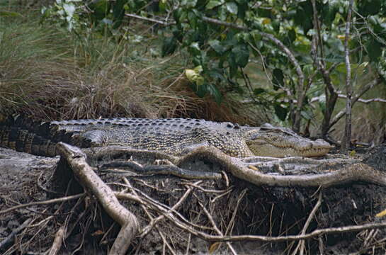 Image of Estuarine Crocodile