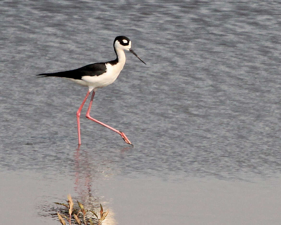 Image of Himantopus Brisson 1760