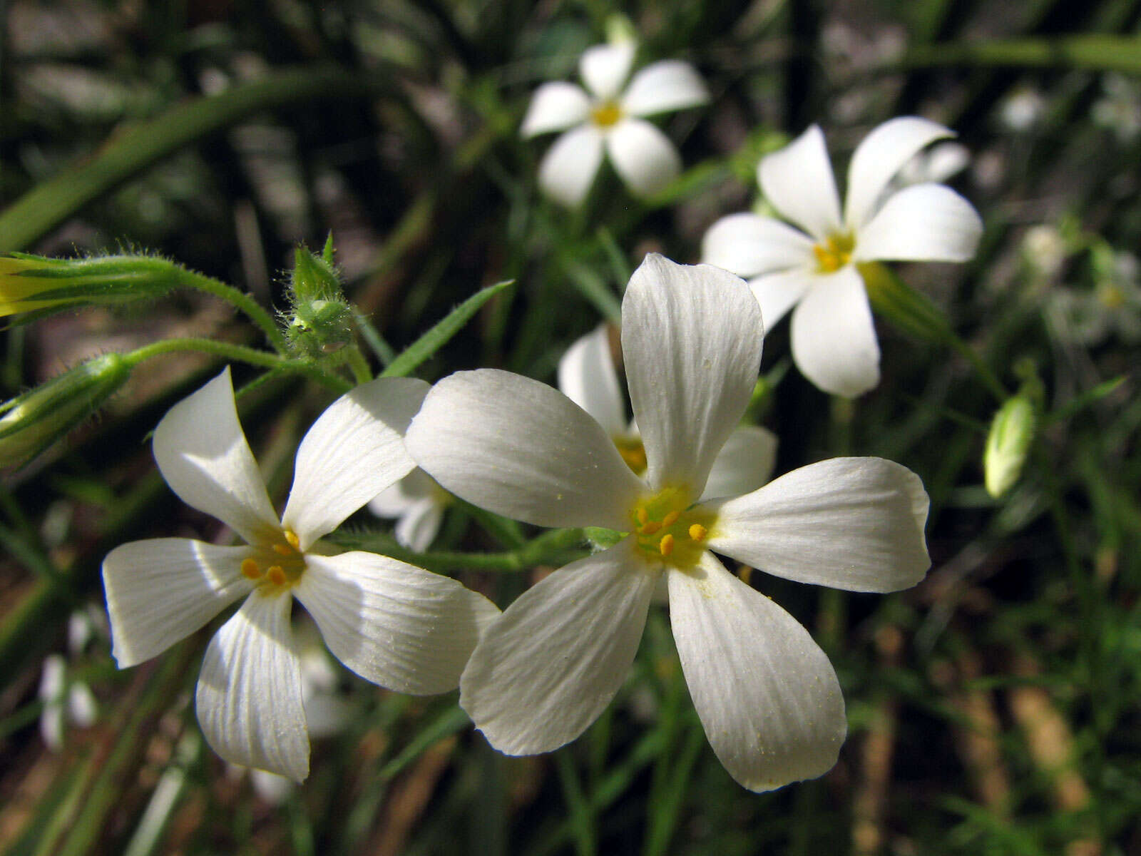 Image of Santa Catalina Mountain phlox