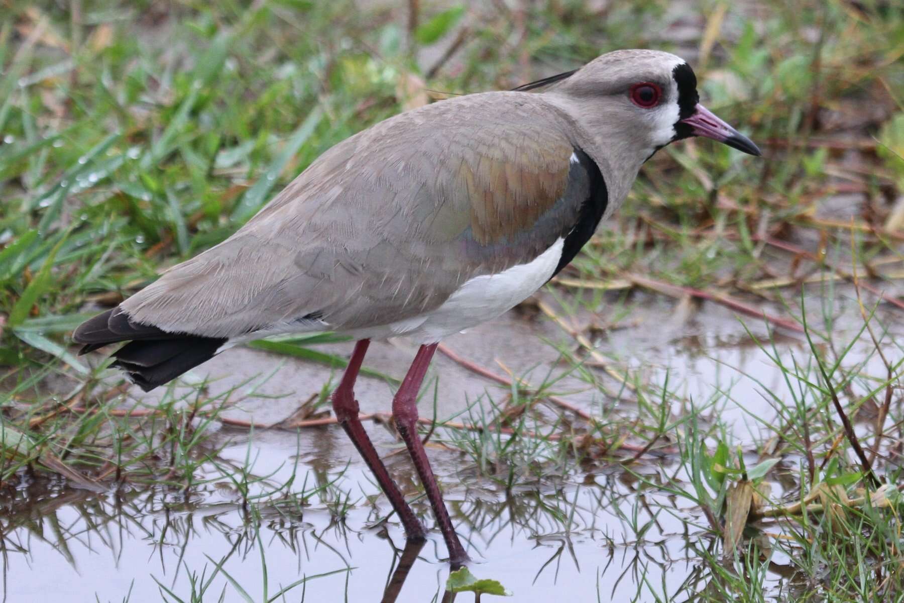 Image of Lapwing