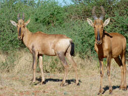 Image of Hartebeest