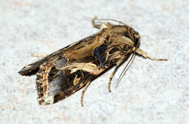 Image of Armyworms