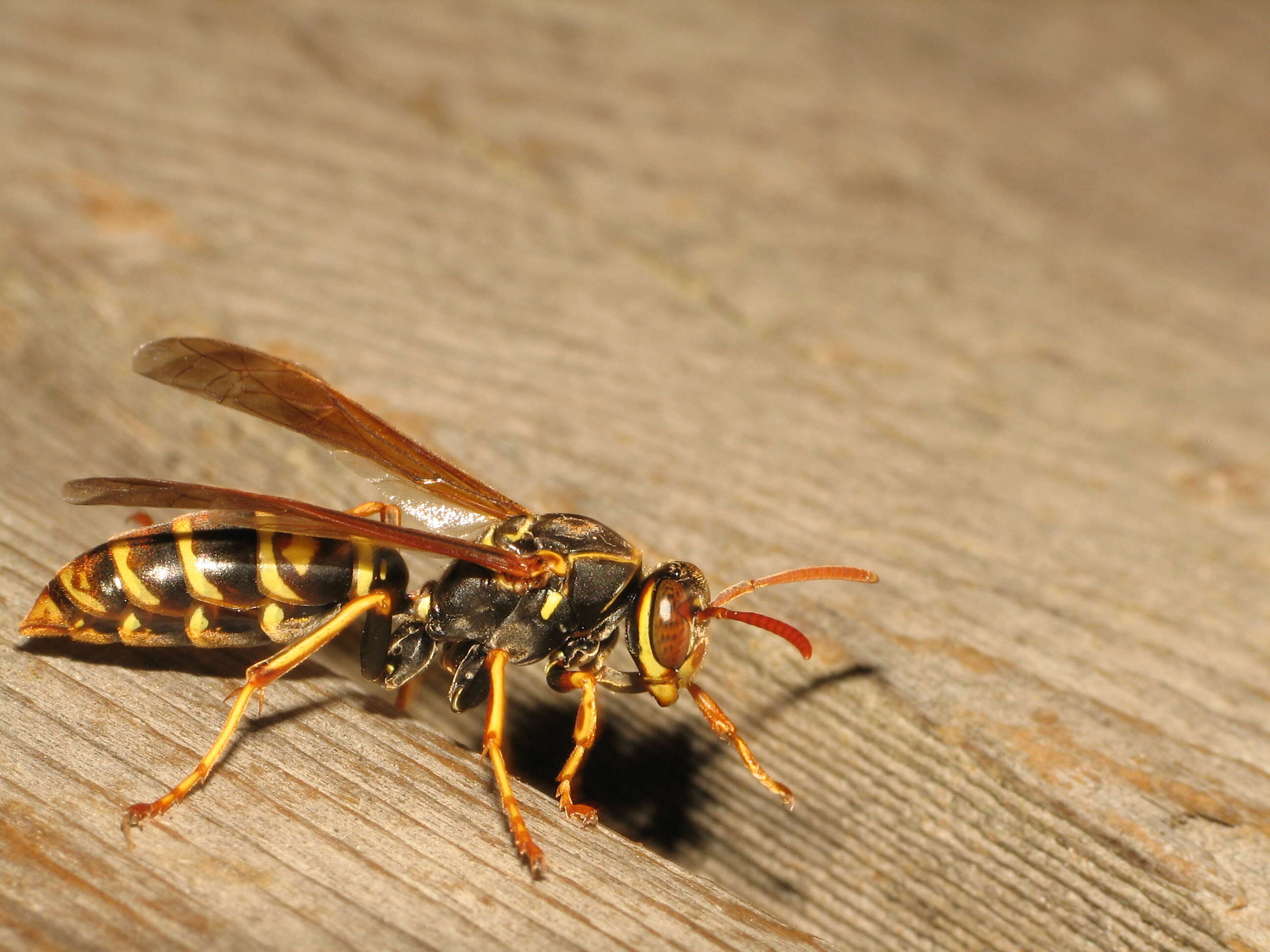 Image of Wasp