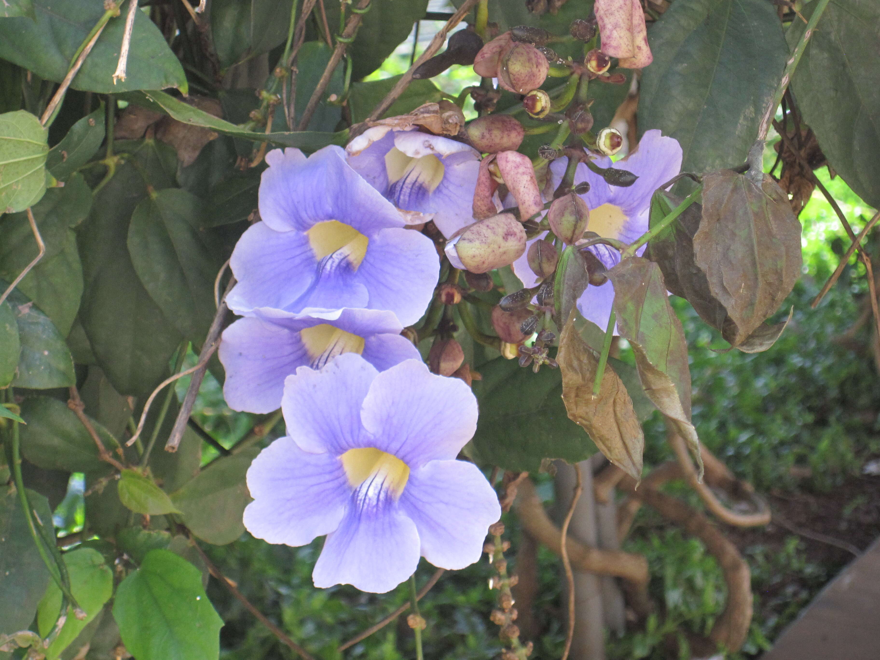 Image of Bengal clock vine