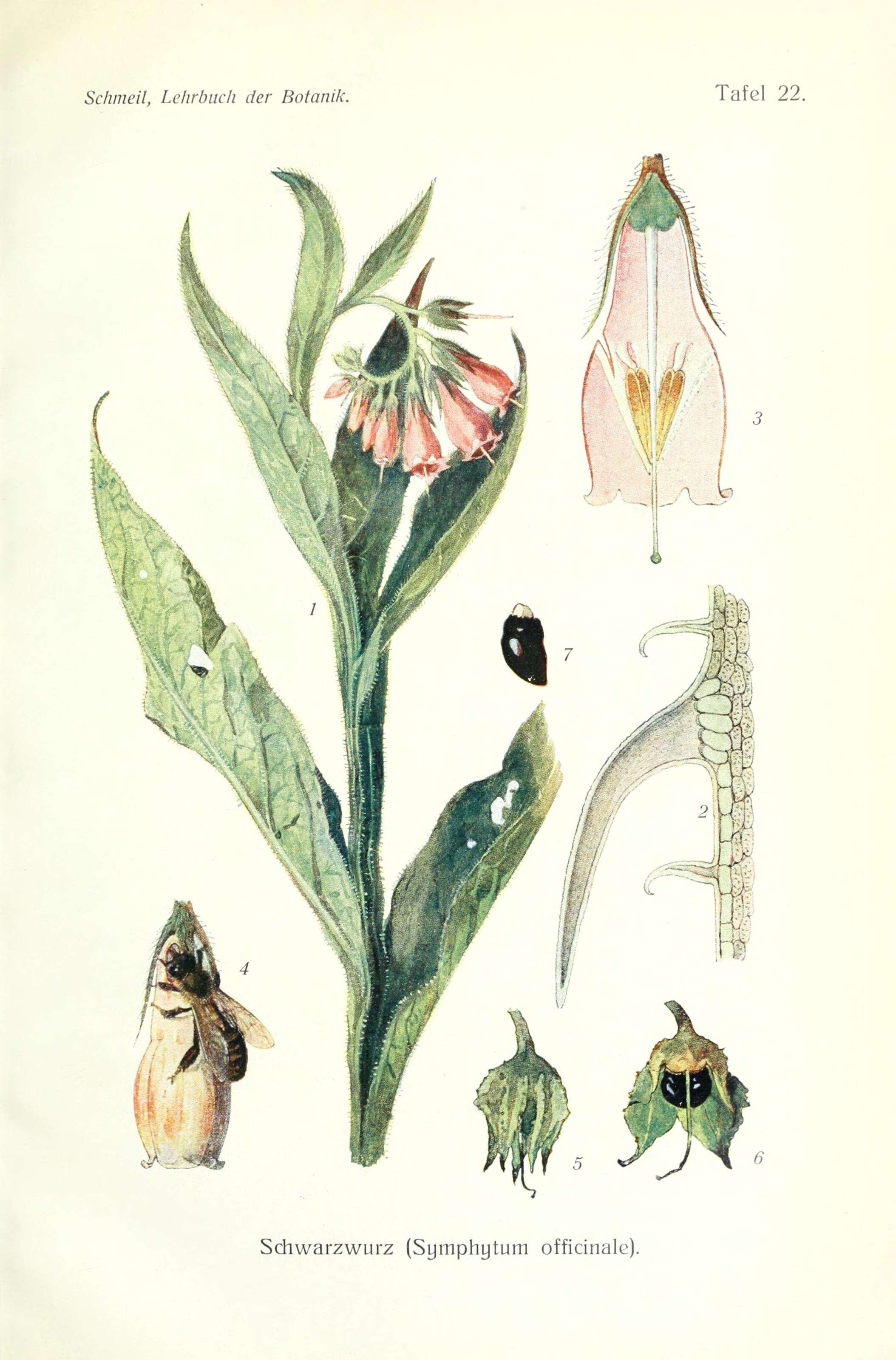 Image of comfrey