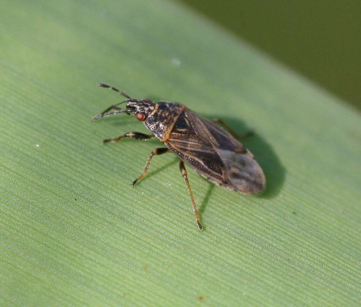 Image of Artheneidae