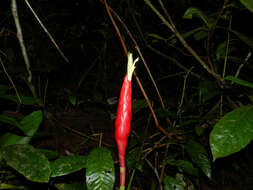 Image of Costus stenophyllus Standl. & L. O. Williams