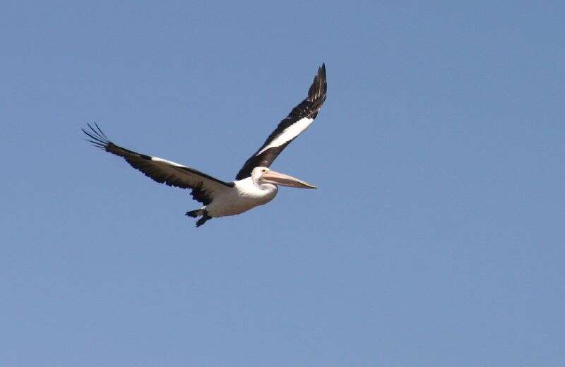 Image of pelicans