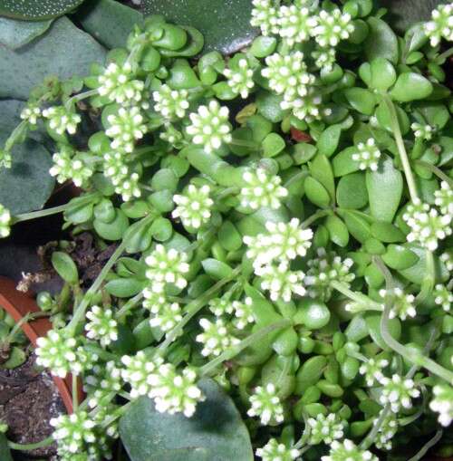 Image of Crassula pubescens Thunb.