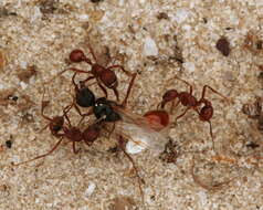 Image of Harvester Ants