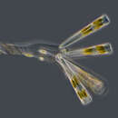 Licmophora flabellata resmi