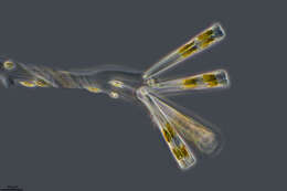 Image of Licmophora flabellata