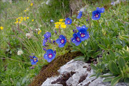 Image of woodystem speedwell