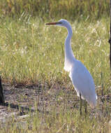 Image of Great Egret