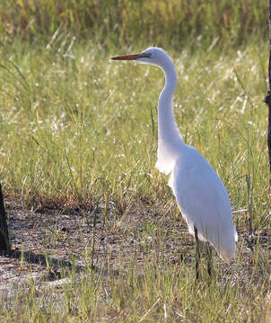 Image of Great Egret