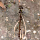 Image of Austrocordulia refracta Tillyard 1909