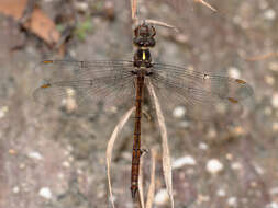 Image of Austrocordulia Tillyard 1909