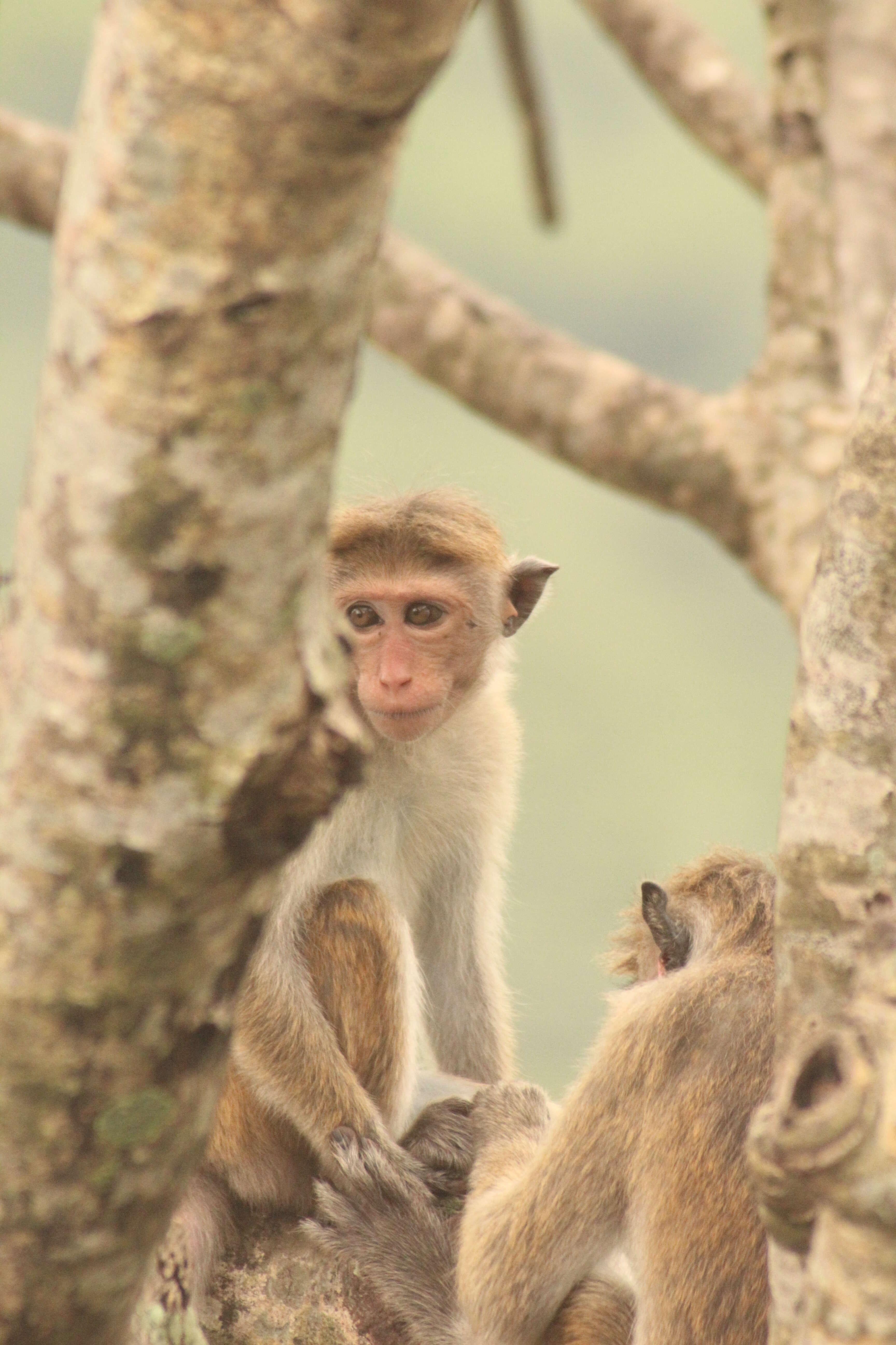 Image of Toque macaque